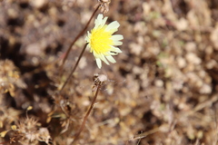 Malacothrix californica