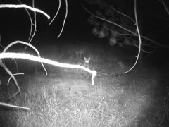 Canis latrans ochropus