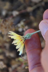 Malacothrix californica