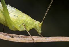 Polichne