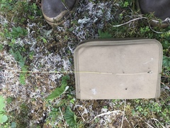 Eriophorum brachyantherum