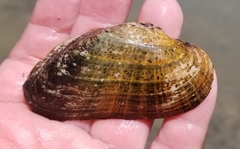 Alasmidonta marginata