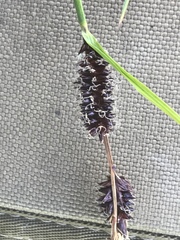 Carex membranacea