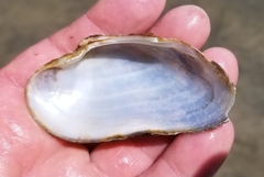 Alasmidonta marginata