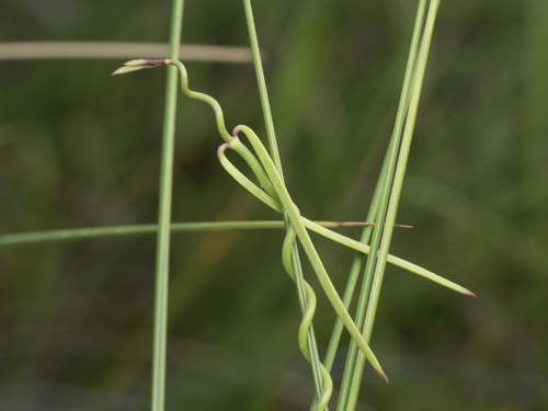 Image of Pattalias palustris by (c) Turner Brockman, some rights reserved (CC BY-SA)