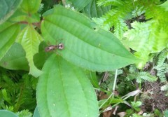 Acromyrmex coronatus