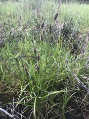 Carex membranacea