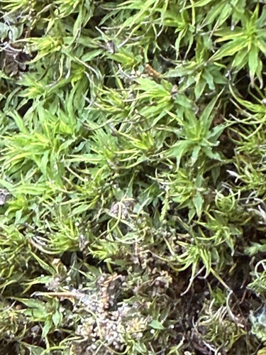 Timmia megapolitana, 2024-10-07