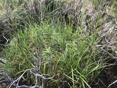 Carex membranacea