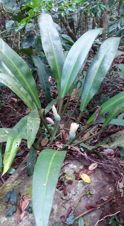 Section Baursia  iNaturalist