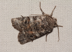 Litholomia napaea