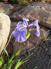 Iris hookeri
