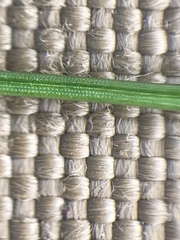 Hippochaete