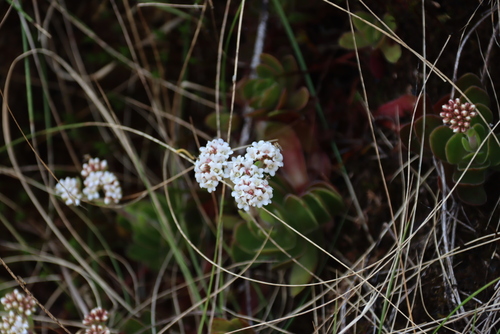 Crassula globularioides