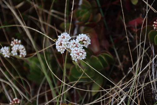 Crassula globularioides