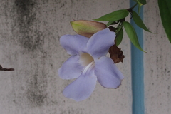 Thunbergia laurifolia