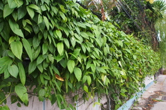 Thunbergia laurifolia