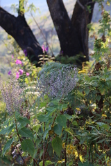 Tony Rebelo, CC BY-SA, iNaturalist via GBIF Plectranthus elegans, photograph Tony Rebelo, CC BY-SA, iNaturalist via GBIF