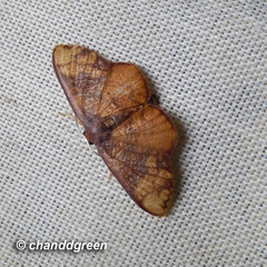 Metallaxis semipurpurascens