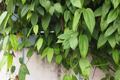 Thunbergia laurifolia