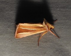 Plusia venusta