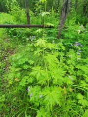 Aconitum fischeri