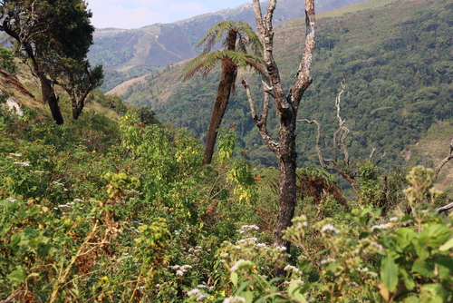 Image of Tecomaria nyassae by (c) Tony Rebelo, some rights reserved (CC BY-SA)