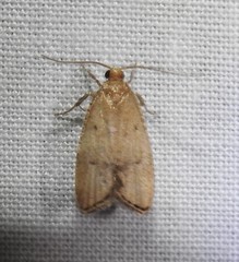 Psilocorsis quercicella