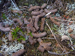 Lagopus lagopus scotica
