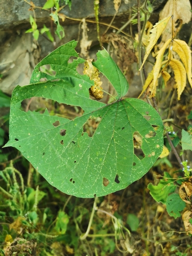 Image of Ipomoea parasitica by (c) Juan Carlos Pérez Magaña, some rights reserved (CC BY-SA)