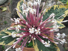 Clerodendrum quadriloculare
