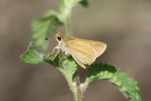Julia's Skipper photo 4