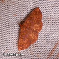 Sarobides inconclusa