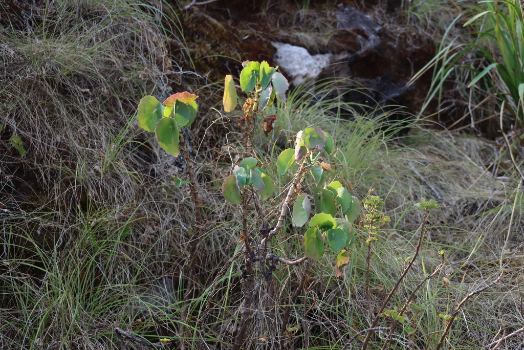 Senecio milanjianus S.Moore