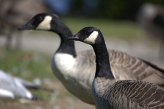 Cackling Goose photo 5