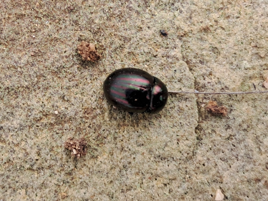 Cyrtonus elegans
