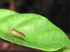 Paradasynus longirostris