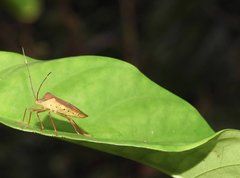 Paradasynus longirostris