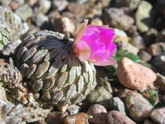 Pelecyphora aselliformis