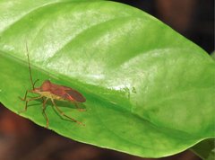 Paradasynus longirostris