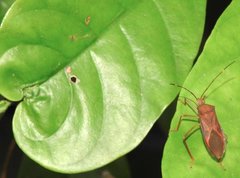 Paradasynus longirostris