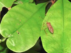 Paradasynus longirostris