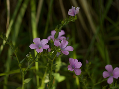 Linum viscosum