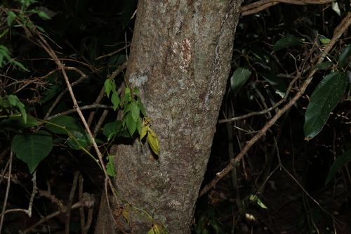 Image of Alectryon connatus by (c) Greg Tasney, some rights reserved (CC BY-SA)