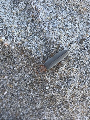 Copidita quadrimaculata