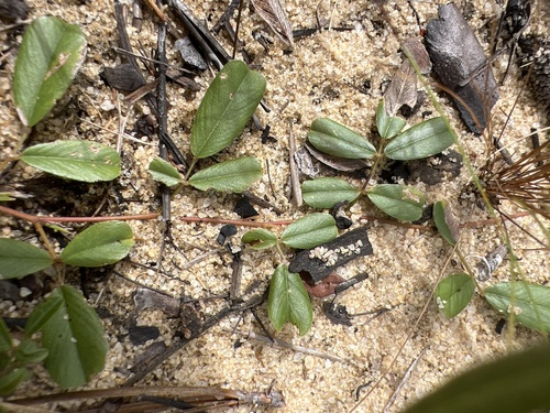 Image of Tephrosia chrysophylla by no rights reserved