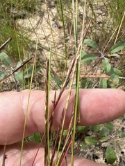 Andropogon tener