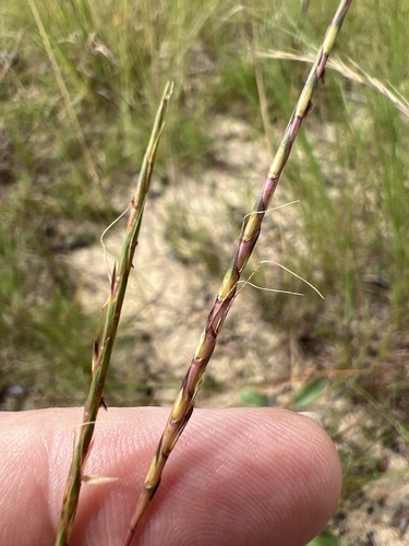 Andropogon tener, photograph 1