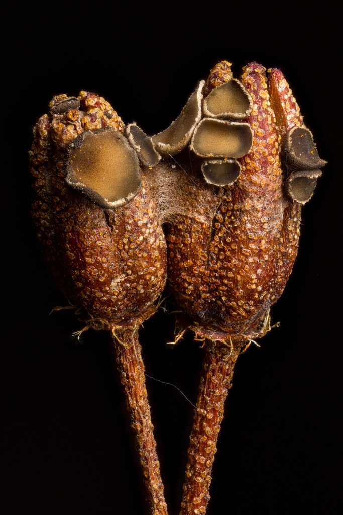 Encoeliopsis