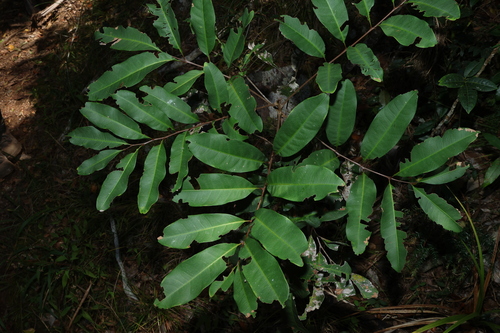 Northern tuckeroo (Cupaniopsis simulata)